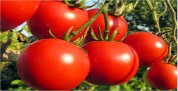 برنامه تغذیه گوجه فرنگی